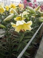 [1744 ConcaDor EVR No02.JPG]